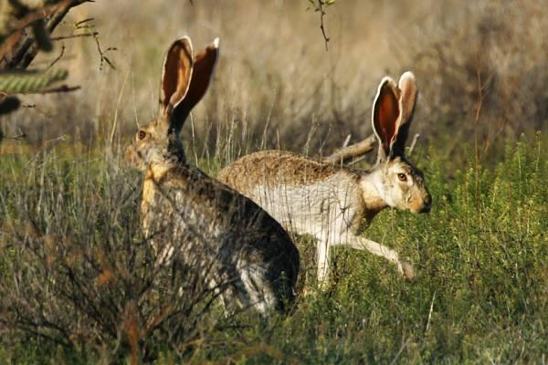 Difference Between Jack Rabbit and a Hare