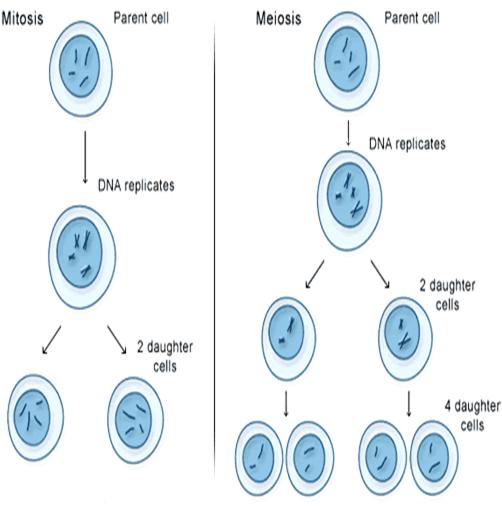 Mitosis and Meiosis