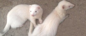 Identify the Difference Between Pole cat and Ferret