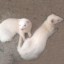 Identify the Difference Between Pole cat and Ferret