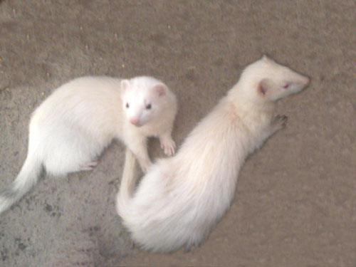 Identify the Difference Between Pole cat and Ferret