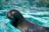 Sea lion in water