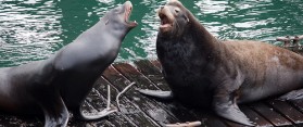 Seal vs Sea lion