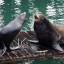 Seal vs Sea lion