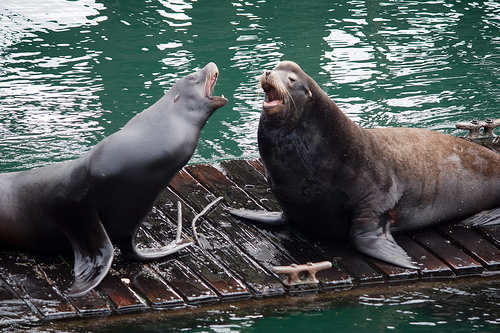 Seal vs Sea lion