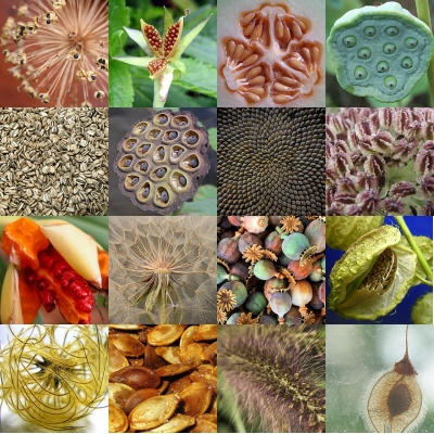 Seeds and spores