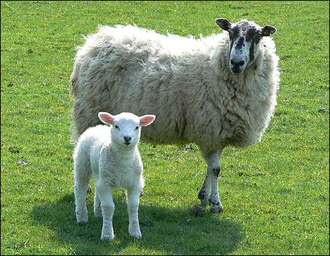 Sheep vs Lamb