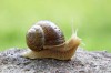 Snails