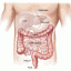 Human intestine