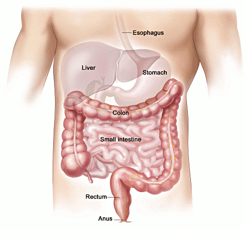 Human intestine