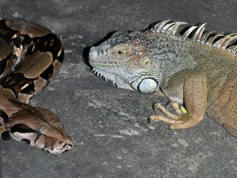 Snake and Lizard