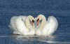 Swans