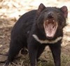 tasmanian devil