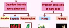 Unicellular and Multicellular Organisms