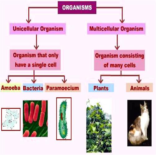 Unicellular and Multicellular Organisms