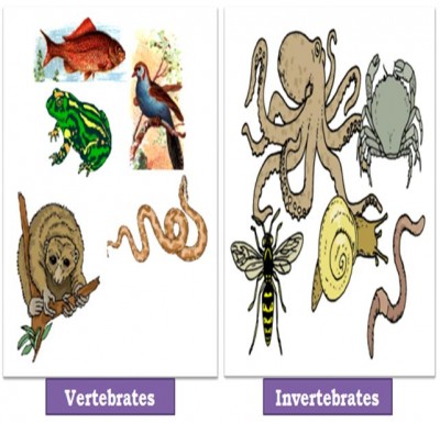 vertebrates invertebrates