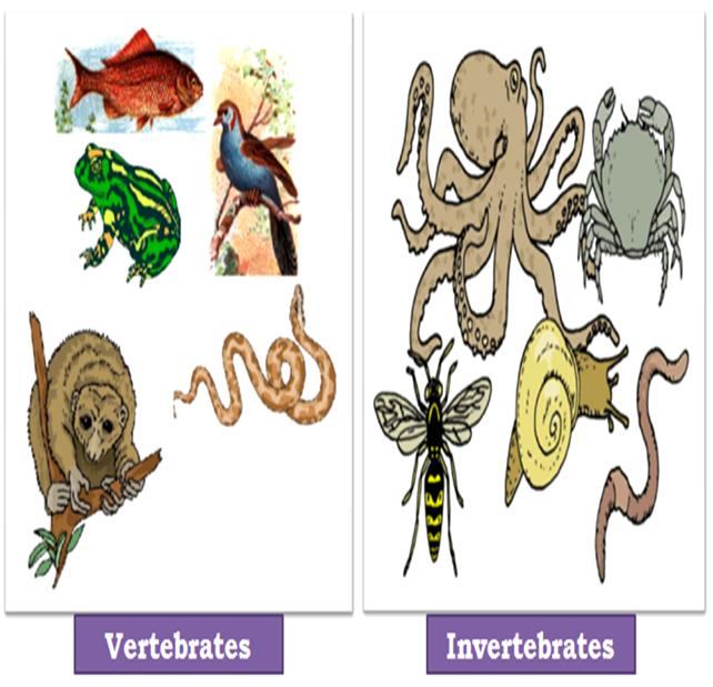 Vertebrates and Invertebrates