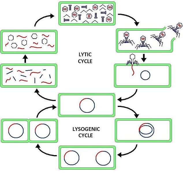 Virulence and Pathogenicity