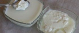 Curd and Yoghurt
