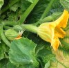Courgette