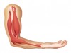 Human arm showing structure of muscles,