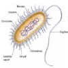 bacteria cell