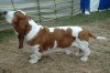 Know the Difference between Basset Hound and Bloodhound