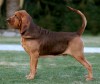 Know the Difference between Basset Hound and Bloodhound