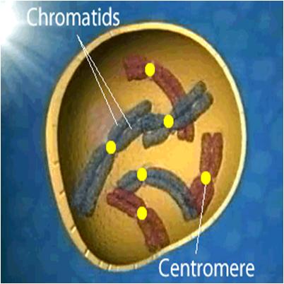 Centromere and Centriole