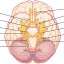 Difference between Cranial and Spinal Nerves