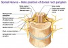Dissimilarity between Cranial and Spinal Nerves
