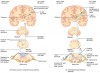 Dissimilarity between Cranial and Spinal Nerves