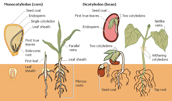 Dicot and Monocot Roots
