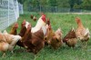 Difference between Free Range and Organic