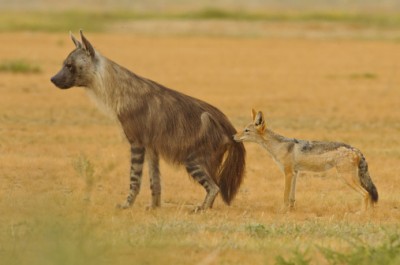 Difference between Hyena and Jackal