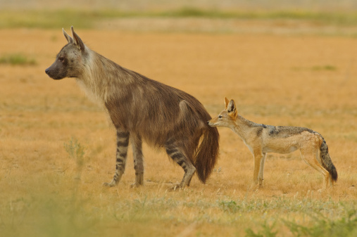 Know the Difference between Hyena and Jackal