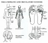 Lymphatic System