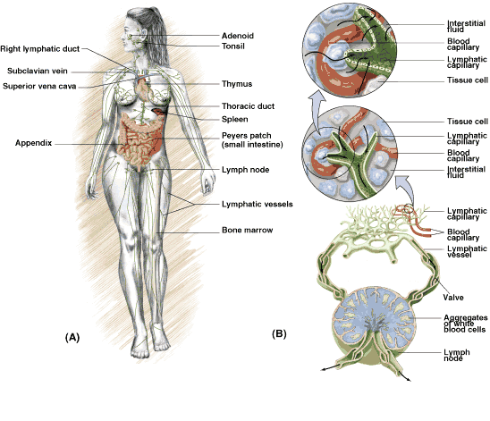 Immune System and Lymphatic System