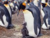 King penguin with chick