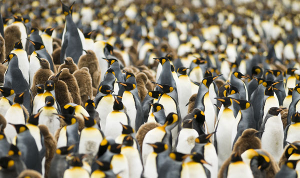 Different penguins