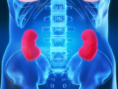 Left and Right Kidneys