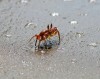 crab