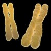 female chromosome