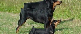 Difference between Manchester terrier And Miniature Pinscher