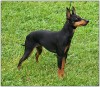 Manchester terrier