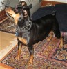 Miniature Pinscher