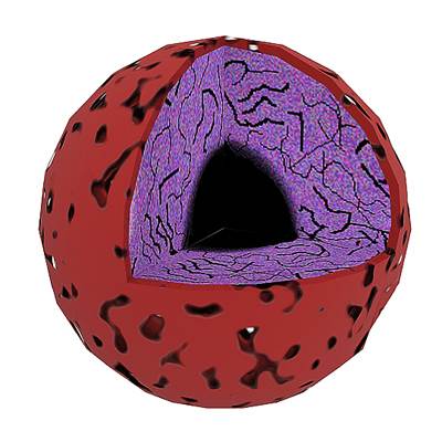 Difference between Nucleus and Nucleoid