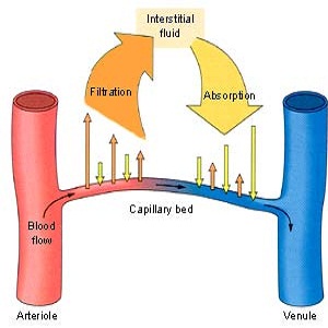 Plasma and Interstitial Fluid