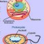 Prokaryotic and Eukaryotic Flagella