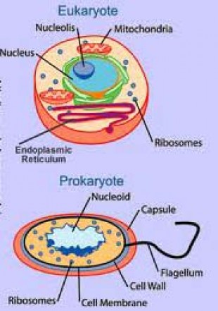 Prokaryotic and Eukaryotic Flagella